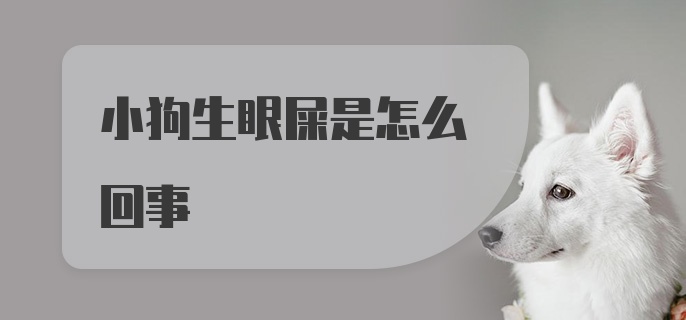 小狗生眼屎是怎么回事