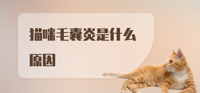 猫咪毛囊炎是什么原因