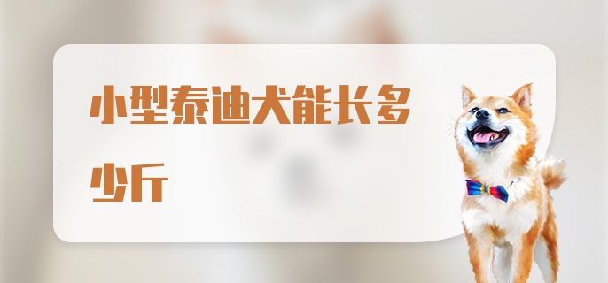 小型泰迪犬能长多少斤