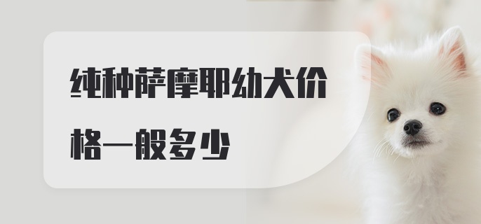 纯种萨摩耶幼犬价格一般多少