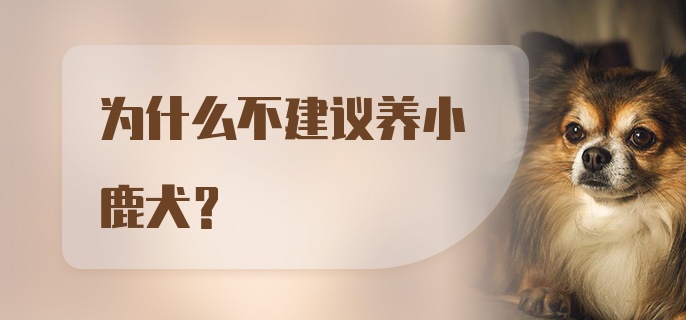 为什么不建议养小鹿犬？