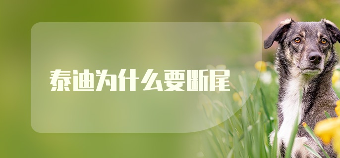 泰迪为什么要断尾