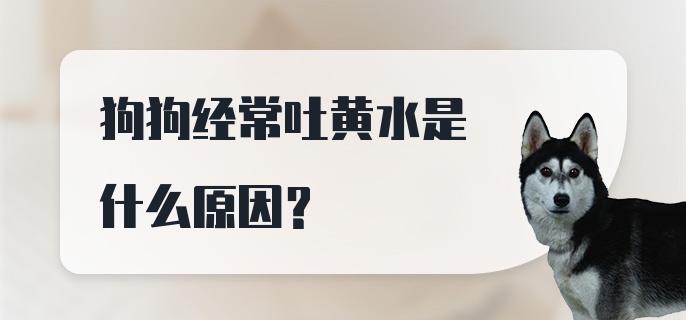 狗狗经常吐黄水是什么原因？