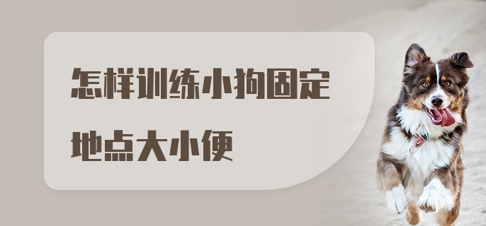 怎样训练小狗固定地点大小便