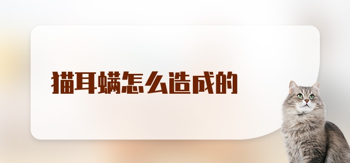 猫耳螨怎么造成的