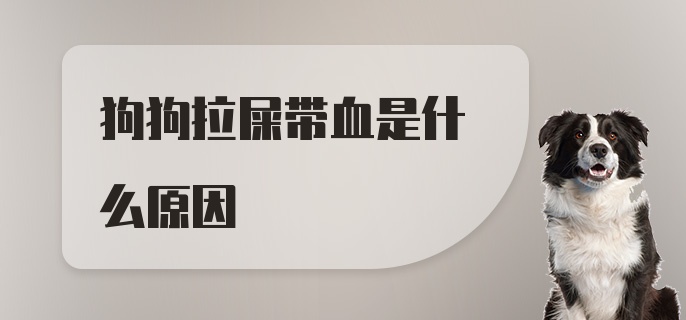 狗狗拉屎带血是什么原因