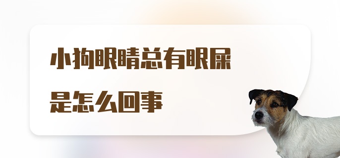 小狗眼睛总有眼屎是怎么回事