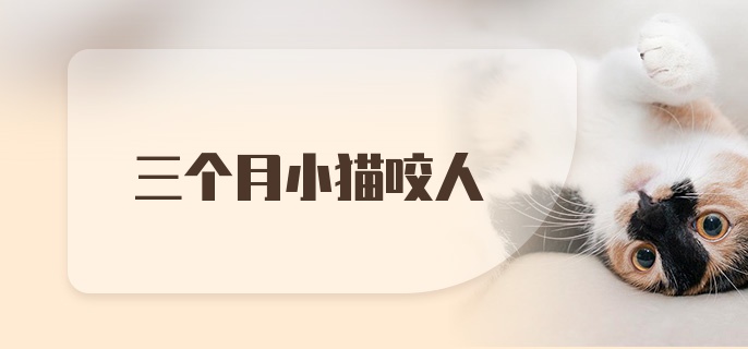 三个月小猫咬人