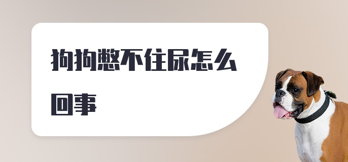 狗狗憋不住尿怎么回事