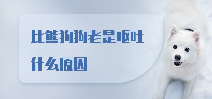 比熊狗狗老是呕吐什么原因