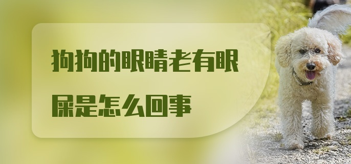 狗狗的眼睛老有眼屎是怎么回事