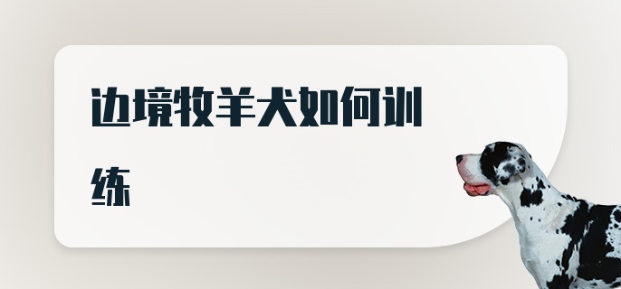 边境牧羊犬如何训练