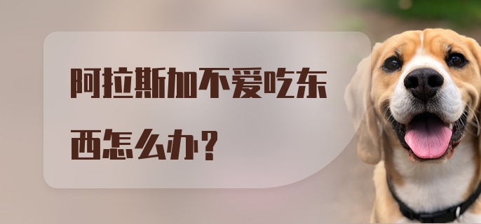 阿拉斯加不爱吃东西怎么办？