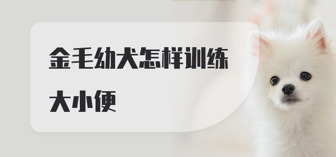 金毛幼犬怎样训练大小便