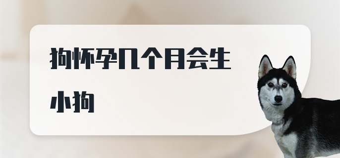 狗怀孕几个月会生小狗