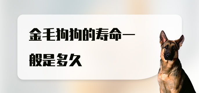 金毛狗狗的寿命一般是多久