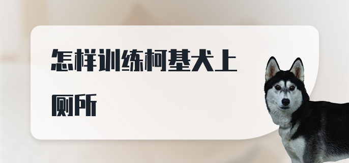 怎样训练柯基犬上厕所