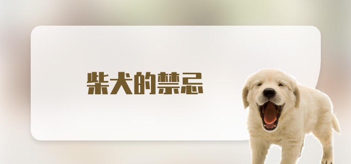 柴犬的禁忌