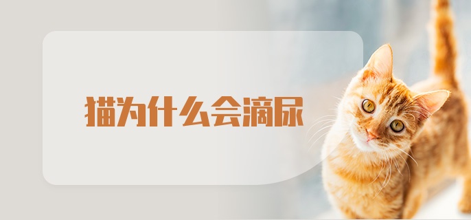 猫为什么会滴尿