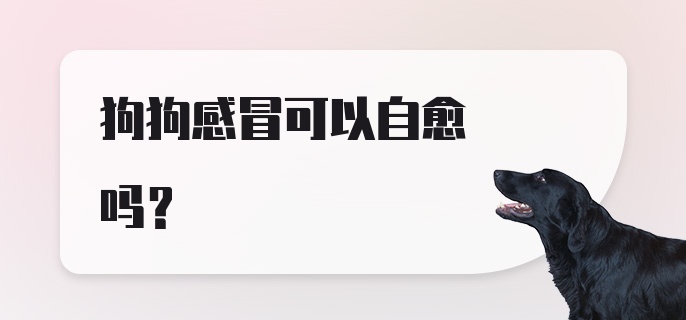 狗狗感冒可以自愈吗?