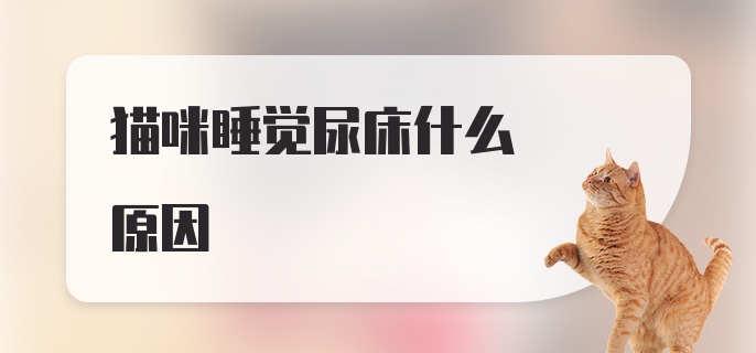 猫咪睡觉尿床什么原因