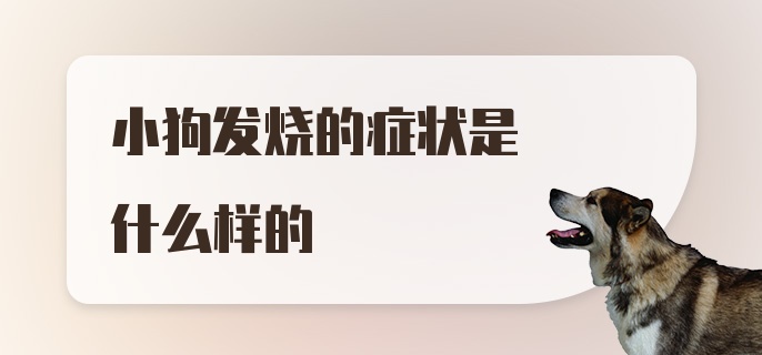 小狗发烧的症状是什么样的