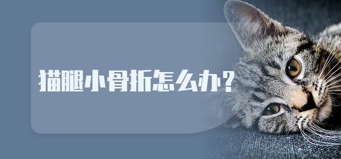 猫腿小骨折怎么办？