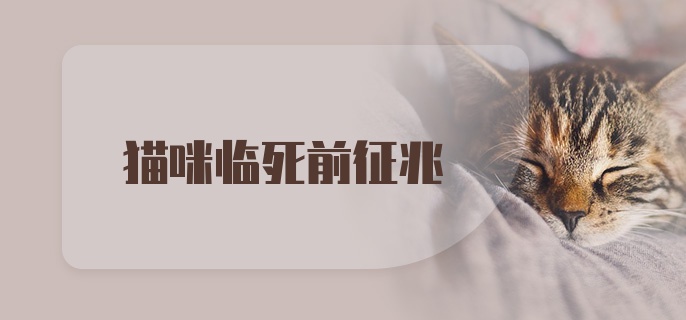 猫咪临死前征兆