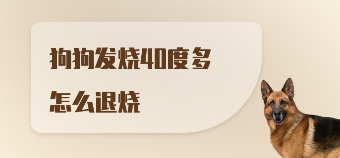 狗狗发烧40度多怎么退烧