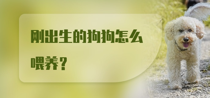 刚出生的狗狗怎么喂养？