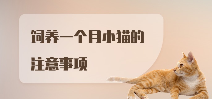 饲养一个月小猫的注意事项