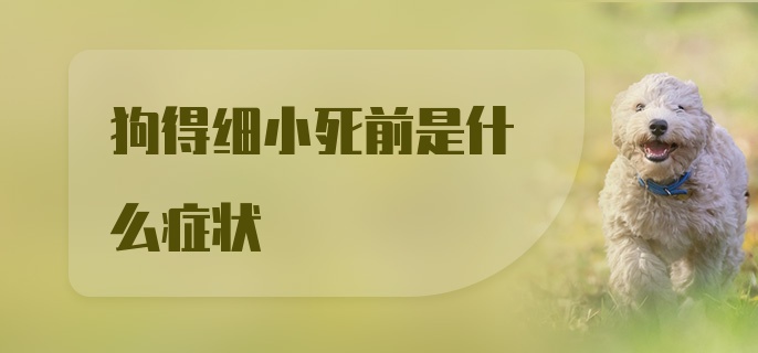 狗得细小死前是什么症状