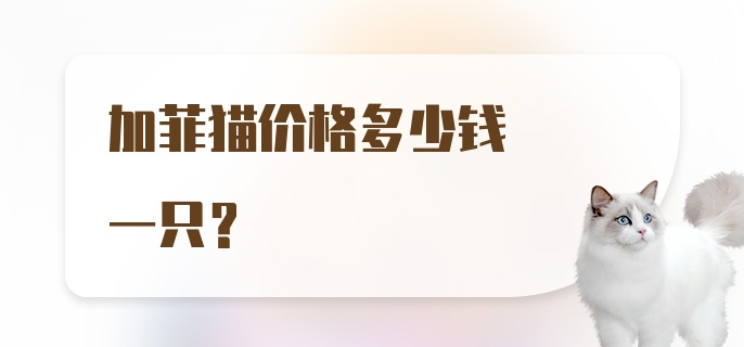 加菲猫价格多少钱一只?