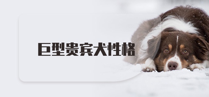 巨型贵宾犬性格