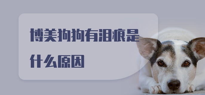 博美狗狗有泪痕是什么原因