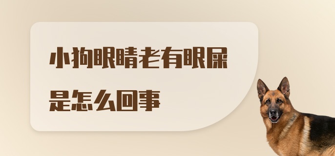 小狗眼睛老有眼屎是怎么回事