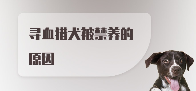 寻血猎犬被禁养的原因