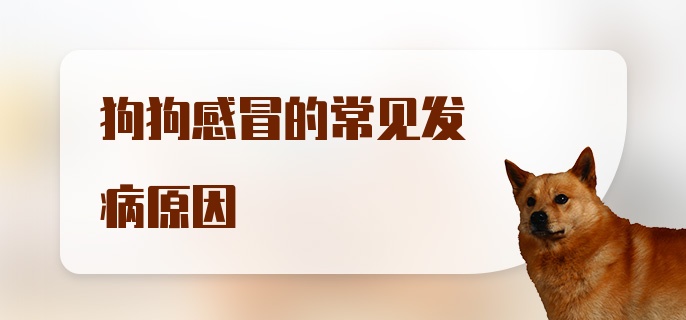 狗狗感冒的常见发病原因