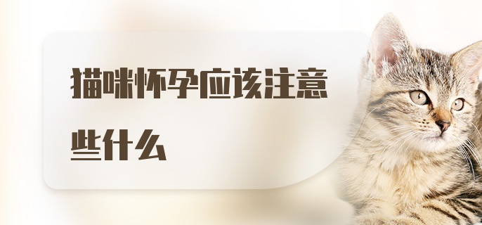 猫咪怀孕应该注意些什么