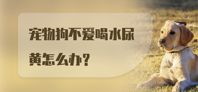 宠物狗不爱喝水尿黄怎么办?