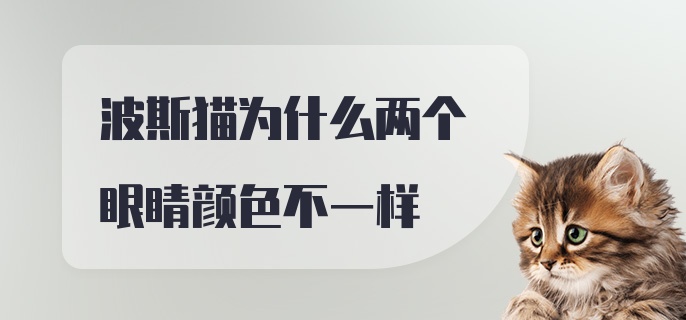 波斯猫为什么两个眼睛颜色不一样