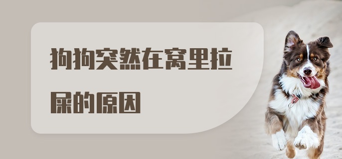 狗狗突然在窝里拉屎的原因