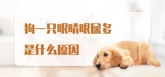 狗一只眼睛眼屎多是什么原因