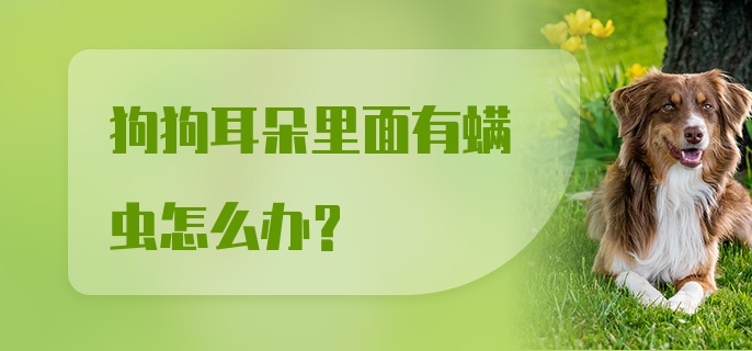 狗狗耳朵里面有螨虫怎么办？