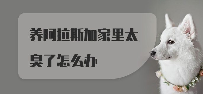 养阿拉斯加家里太臭了怎么办