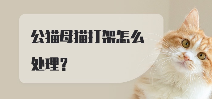 公猫母猫打架怎么处理？