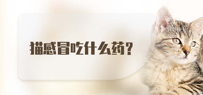 猫感冒吃什么药？