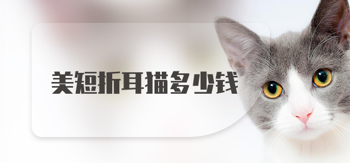 美短折耳猫多少钱