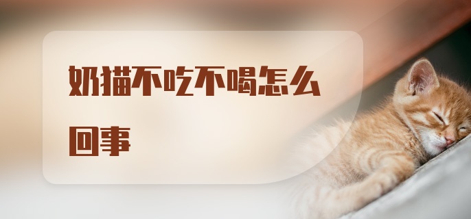 奶猫不吃不喝怎么回事