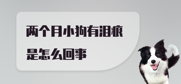 两个月小狗有泪痕是怎么回事